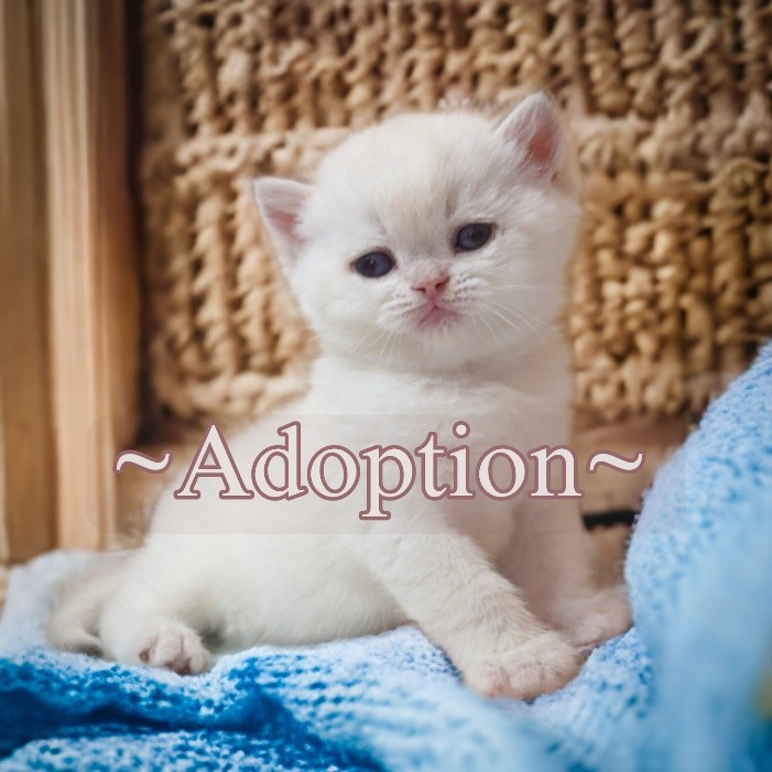 british shorthair cat adoption Mn