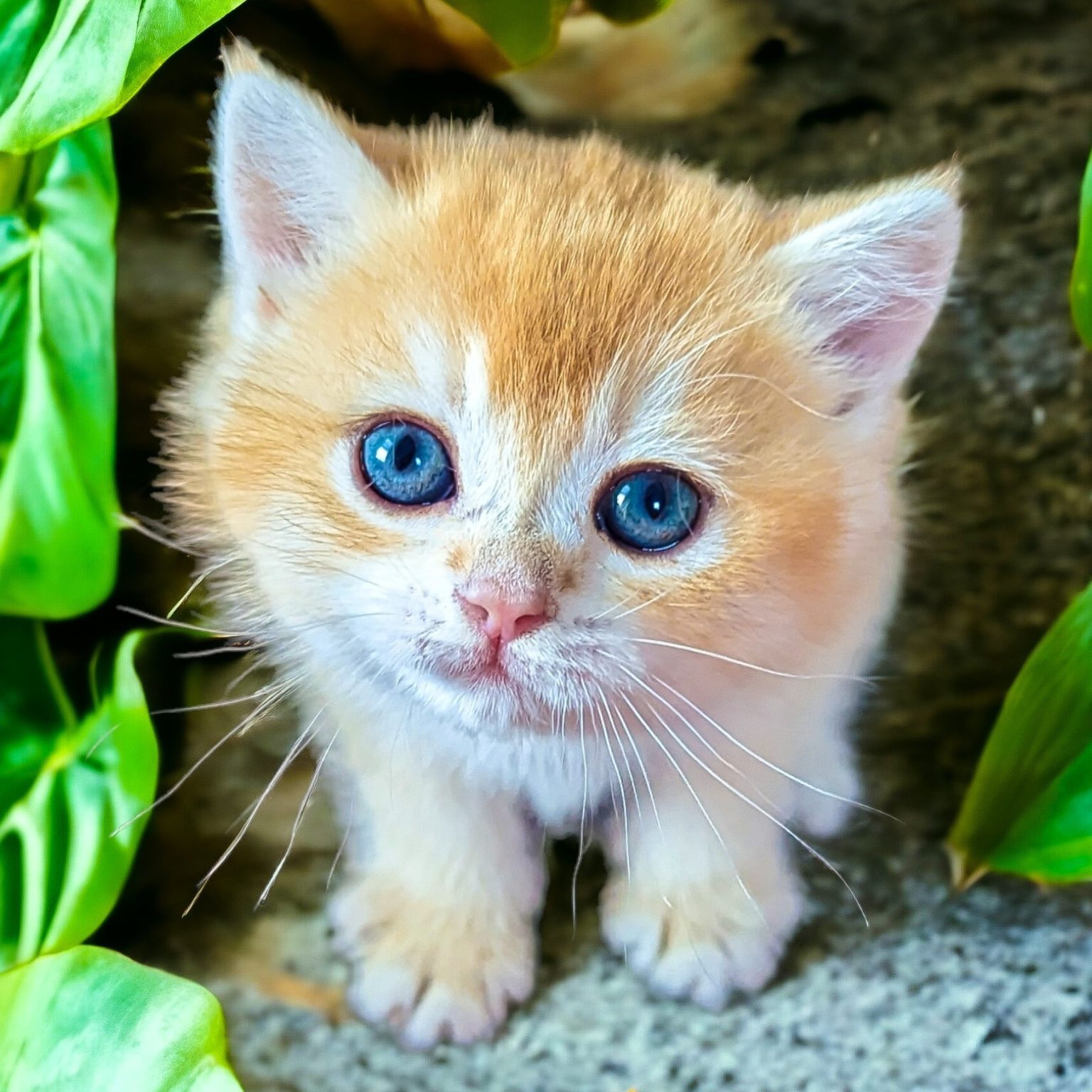 British Shorthair Home Cattery in Minnesota, USA Cattery Golden Summit