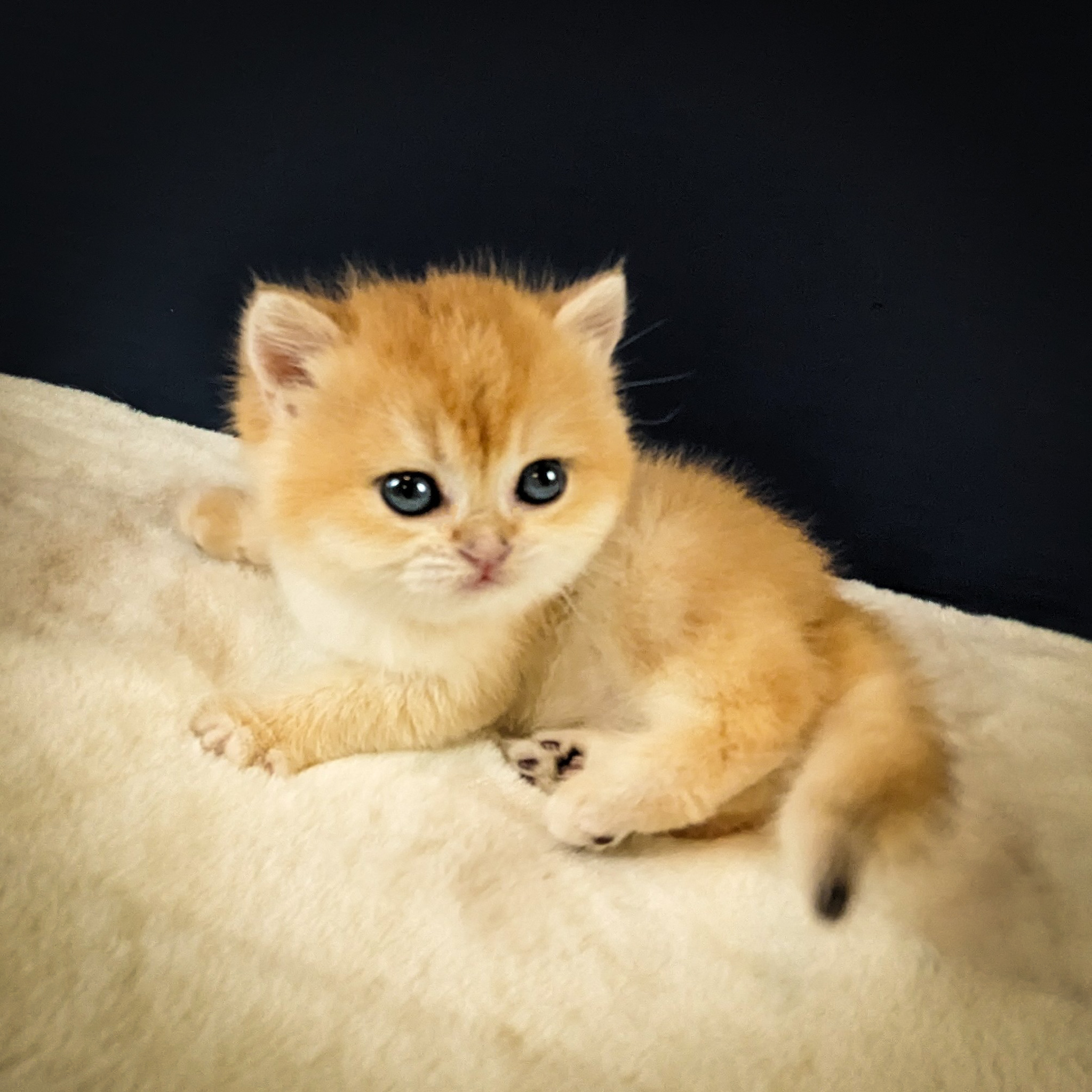 British Shorthair Kittens For Sale Near Minnesota 