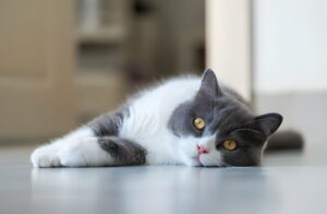 British Shorthair Cat