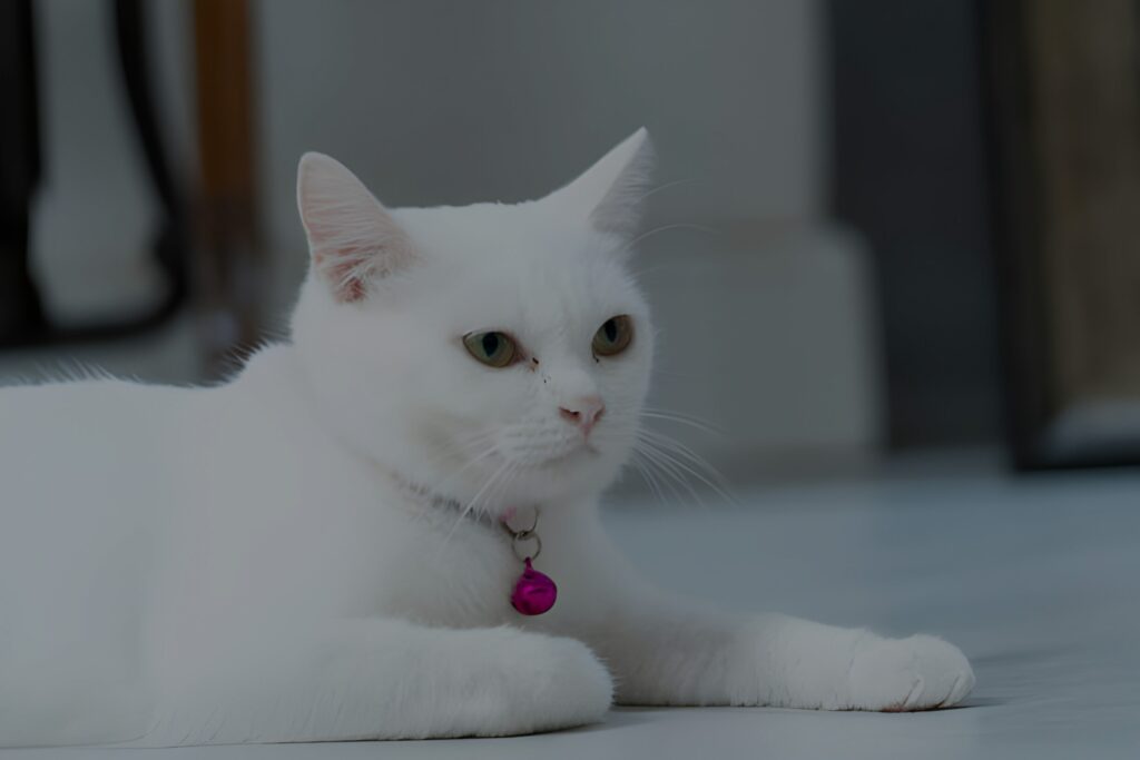 7 Best British Shorthair Kittens For Adoption   Image 9 1024x683 