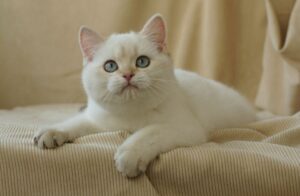 shorthair cat breeds